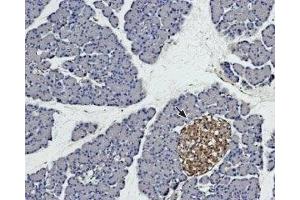 Expression of syntaxin 4 in rat pancreas - Immunohistochemical staining of rat pancreas paraffin embedded sections using Anti-Syntaxin 4 Antibody (ABIN7043796, ABIN7044650 and ABIN7044651), (1:100). (Syntaxin 4 抗体  (Intracellular, N-Term))