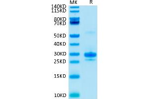 Biotinylated VEGF165 on Tris-Bis PAGE under reduced condition.