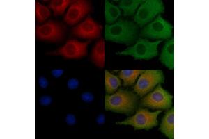 ABIN6259026 and ABIN6275569 staining Hela cells by IF/ICC. (SH3G2 抗体  (Internal Region))
