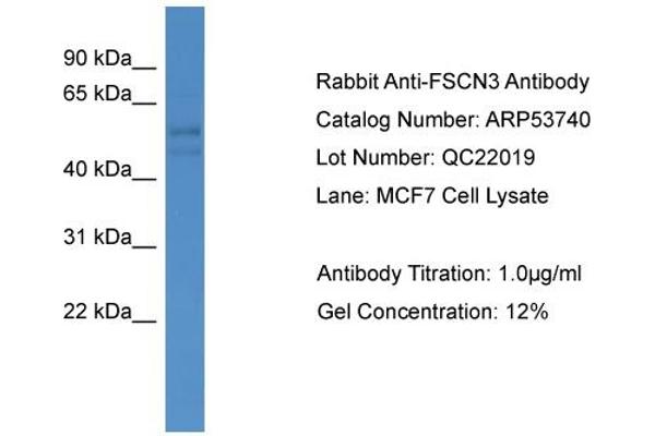 Fascin 3 抗体  (C-Term)