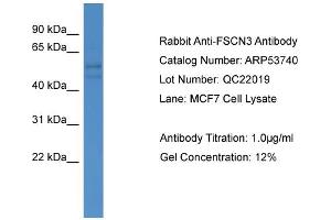 WB Suggested Anti-FSCN3  Antibody Titration: 0. (Fascin 3 抗体  (C-Term))
