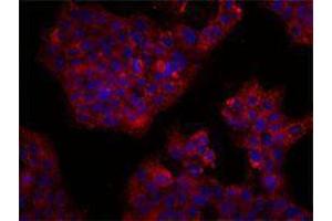 Immunofluorescence (IF) image for anti-CD164 (CD164) antibody (ABIN2664282) (CD164 抗体)