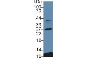 Detection of CTSS in Porcine Spleen lysate using Polyclonal Antibody to Cathepsin S (CTSS) (Cathepsin S 抗体  (AA 115-331))