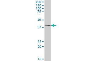 RG9MTD1 MaxPab polyclonal antibody. (RG9MTD1 抗体  (AA 1-252))