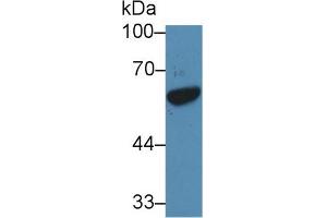 Western blot analysis of Human HL60 cell lysate, using Rat GATA1 Antibody (5 µg/ml) and HRP-conjugated Goat Anti-Rabbit antibody (
