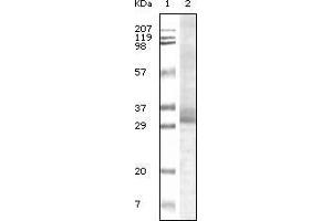 Western blot analysis using Trim5α mouse monoclonal antiobdy against truncated Trim5αrecombinant protein. (TRIM5 抗体)