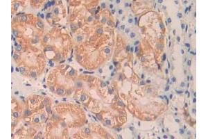 Detection of ANGPT1 in Mouse Kidney Tissue using Polyclonal Antibody to Angiopoietin 1 (ANGPT1) (Angiopoietin 1 抗体  (AA 253-429))