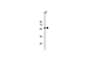 Anti-RASGEF1C Antibody (N-term) at 1:1000 dilution + 293 whole cell lysate Lysates/proteins at 20 μg per lane. (RASGEF1C 抗体  (N-Term))