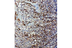 Anti-Caspase 9 antibody, IHC(P) IHC(P): Human Tonsil Tissue (Caspase 9 抗体  (Middle Region))