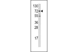 Western blot analysis of FKHR antibody (Center ) (ABIN390584 and ABIN2840907) in 293 cell line lysates (35 μg/lane). (FOXO1 抗体  (AA 454-482))