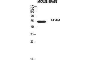 Western Blot (WB) analysis of Mouse Brain using TASK-1 antibody. (KCNK3 抗体)
