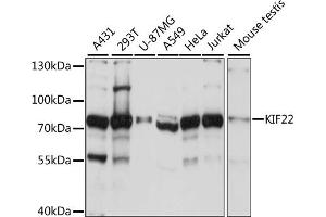 Western blot analysis of extracts of various cell lines, using KIF22 antibody  at 1:1000 dilution. (KIF22 抗体  (AA 456-665))
