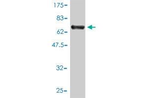 Western Blotting (WB) image for anti-Sjogren Syndrome Antigen B (SSB) (AA 1-408) antibody (ABIN563009)