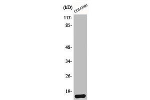 Western Blot analysis of HeLa cells using Brp44L Polyclonal Antibody (BRP44L 抗体  (N-Term))