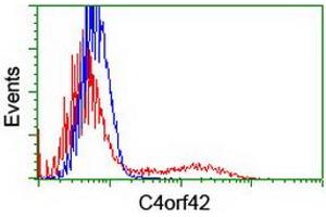 HEK293T cells transfected with either RC213725 overexpress plasmid (Red) or empty vector control plasmid (Blue) were immunostained by anti-C4orf42 antibody (ABIN2454986), and then analyzed by flow cytometry. (CTBP1-AS1 抗体  (AA 1-186))
