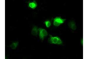 Image no. 2 for anti-Atrial Natriuretic Peptide Receptor 3 (NPR3) antibody (ABIN1499806) (NPR3 抗体)