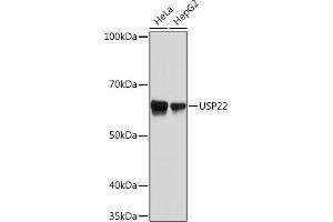 Western blot analysis of extracts of various cell lines, using USP22 Rabbit mAb (ABIN7271150) at 1:1000 dilution. (USP22 抗体)