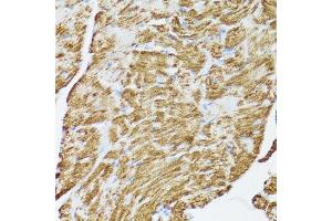 Immunohistochemistry of paraffin-embedded rat heart using CYCS antibody.