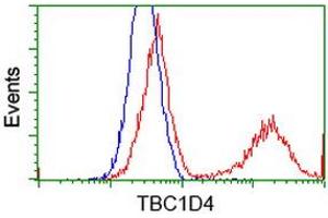 HEK293T cells transfected with either RC212105 overexpress plasmid (Red) or empty vector control plasmid (Blue) were immunostained by anti-TBC1D4 antibody (ABIN2454446), and then analyzed by flow cytometry. (TBC1D4 抗体)