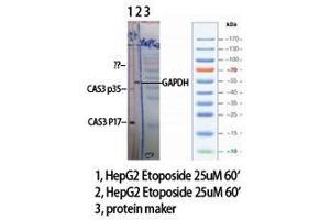 Western Blot (WB) analysis of specific cells using Cleaved-Caspase-3 p17 (D175) Polyclonal Antibody. (Caspase 3 p17 (Asp175), (cleaved) 抗体)