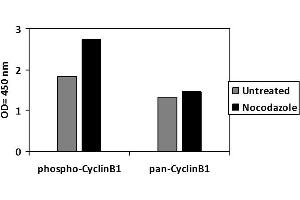 Cyclin B1 ELISA 试剂盒