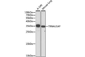 Western blot analysis of extracts of various cell lines, using TRNAP antibody (ABIN7271006) at 1:1000 dilution. (TRNAU1AP 抗体  (AA 1-287))