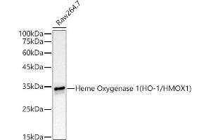 Western blot analysis of extracts of Raw264.