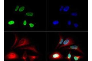 Fluorescence Microscopy (FM) image for anti-Histone 3 (H3) (H3K79me) antibody (ABIN5706778)