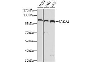 Western blot analysis of extracts of various cell lines, using TR2 Rabbit pAb (ABIN7270734) at 1:1000 dilution. (TAS1R2 抗体  (AA 450-550))