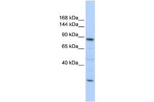 Western Blotting (WB) image for anti-CDC5 Cell Division Cycle 5-Like (S. Pombe) (CDC5L) antibody (ABIN2458488) (CDC5L 抗体)