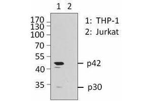 Western Blotting (WB) image for anti-CCAAT/enhancer Binding Protein (C/EBP), alpha (CEBPA) antibody (ABIN2664083) (CEBPA 抗体)