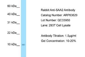 Western Blotting (WB) image for anti-Serum Amyloid A2 (SAA2) (C-Term) antibody (ABIN2789572) (SAA2 抗体  (C-Term))