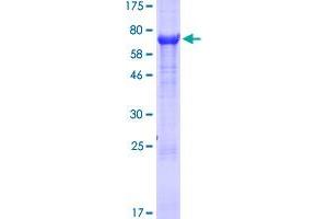 GDF2 Protein (AA 1-429) (GST tag)