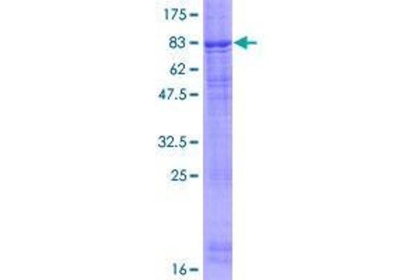 FBXL7 Protein (AA 1-491) (GST tag)