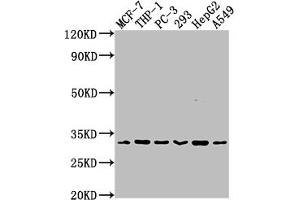 Western Blot Positive WB detected in: MCF-7 whole cell lysate, THP-1 whole cell lysate, PC-3 whole cell lysate, 293 whole cell lysate, HepG2 whole cell lysate, A549 whole cell lysate All lanes: CD8A antibody at 1:2000 Secondary Goat polyclonal to rabbit IgG at 1/50000 dilution Predicted band size: 26, 22, 31 kDa Observed band size: 31 kDa (Recombinant CD8 alpha 抗体)