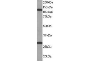 Image no. 1 for anti-Importin 7 (IPO7) (C-Term) antibody (ABIN374249) (IPO7 抗体  (C-Term))