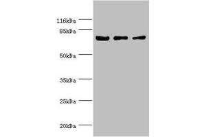 Western blot All lanes: KLC1 antibody at 1. (KLC1 抗体  (AA 274-573))