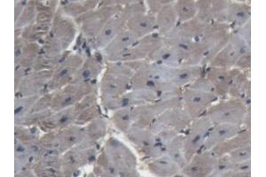Detection of LDHA in Porcine Heart Tissue using Polyclonal Antibody to Lactate Dehydrogenase A (LDHA) (Lactate Dehydrogenase A 抗体  (AA 1-332))