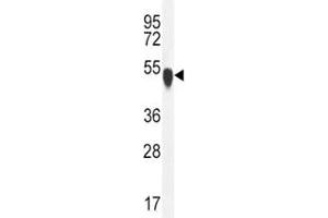 TUBA1C antibody western blot analysis in K562 lysate (TUBA1C 抗体  (AA 414-441))