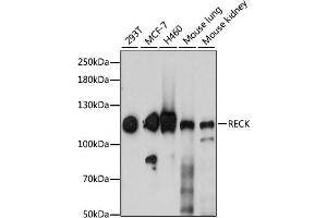 Western blot analysis of extracts of various cell lines, using RECK antibody (ABIN7269954) at 1:1000 dilution. (RECK 抗体  (AA 110-210))