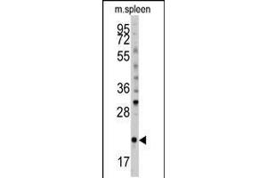 Western blot analysis of (S61) in mouse spleen tissue lysates (35ug/lane) (BID 抗体  (AA 39-68))