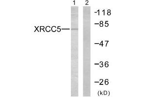 Western Blotting (WB) image for anti-X-Ray Repair Complementing Defective Repair in Chinese Hamster Cells 5 (Double-Strand-Break Rejoining) (XRCC5) (C-Term) antibody (ABIN1848902)