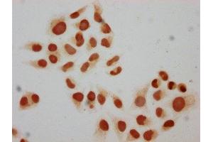 Immunocytochemistry analysis of ABIN7139592 diluted at 1:10 and staining in Hela cells performed on a Leica BondTM system. (Histone H2B 抗体  (meLys15))