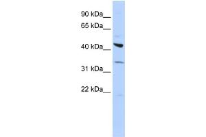 WB Suggested Anti-ADRB2 Antibody Titration:  0. (beta 2 Adrenergic Receptor 抗体  (Middle Region))