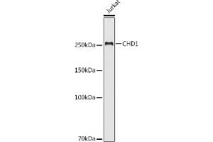 Western blot analysis of extracts of Jurkat cells, using CHD1 antibody (ABIN6133620, ABIN6138500, ABIN6138501 and ABIN7101818) at 1:500 dilution. (CHD1 抗体  (C-Term))