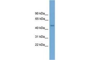 Image no. 1 for anti-Forkhead Box D4-Like 1 (FOXD4L1) (N-Term) antibody (ABIN6744521) (FOXD4L1 抗体  (N-Term))