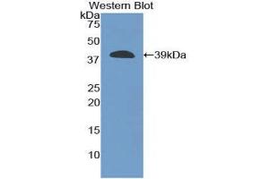 Western Blotting (WB) image for anti-Carboxypeptidase B1 (Tissue) (CPB1) (AA 109-415) antibody (ABIN1858473)