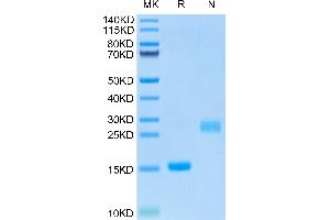 SDS-PAGE (SDS) image for Growth Differentiation Factor 15 (GDF15) (AA 189-303) protein (His tag) (ABIN7274728)
