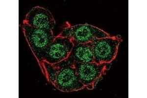 Confocal immunofluorescent analysis of PDK4 antibody with HeLa cells followed by Alexa Fluor 488-conjugated goat anti-rabbit lgG (green). (PDK4 抗体  (AA 83-111))