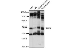 Western blot analysis of extracts of various cell lines, using PHF10 antibody (ABIN6290737) at 1:1000 dilution. (PHF10 抗体)